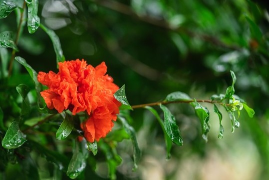 石榴花紅色花朵