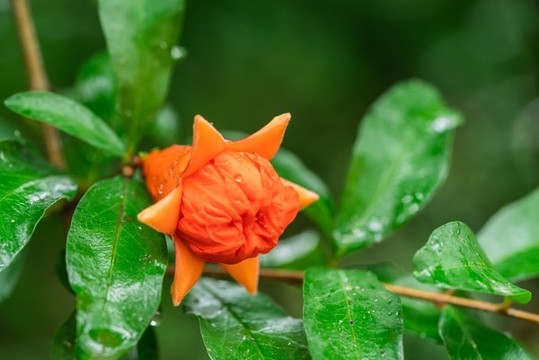 石榴花紅色花朵