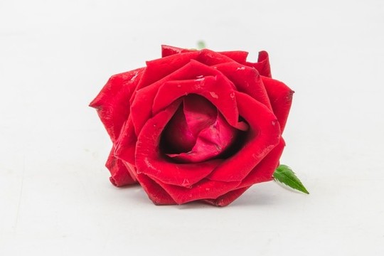 七夕情人節(jié)玫瑰花