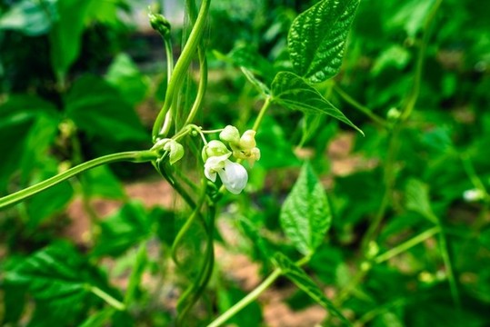 豆角種植