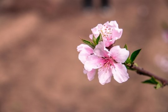 桃花花枝