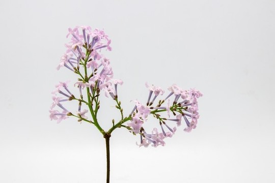 紫丁香花朵