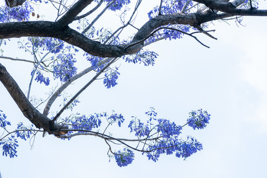 藍花楹