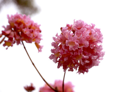 紫花風(fēng)鈴木繡球