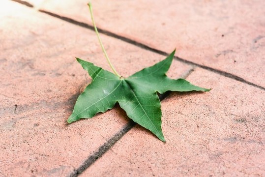 樹葉綠葉