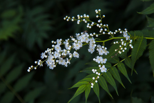 植物珍珠梅