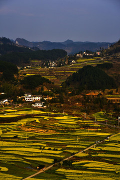 十里畫(huà)廊菜花香