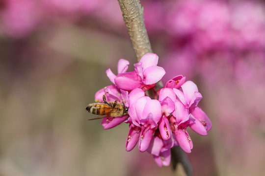 蜜蜂