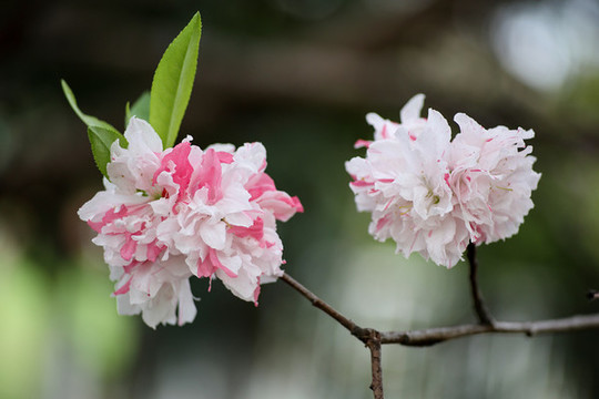 碧桃花