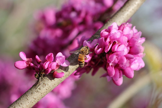 蜜蜂