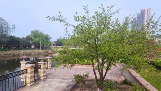 河邊小樹