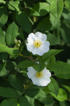 野薔薇