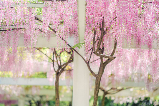 唯美紫藤花