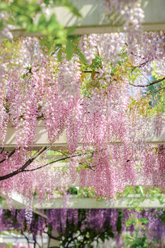 紫藤花開