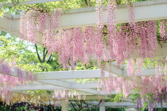 紫藤花開