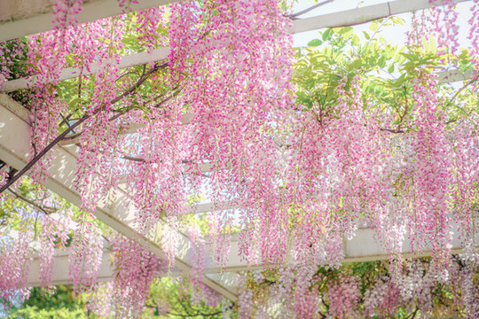 紫藤花