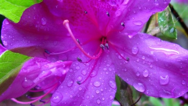 杜鵑花