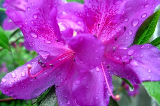 杜鵑花