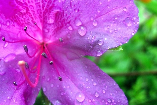 杜鵑花