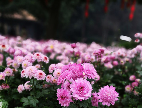 多色菊花