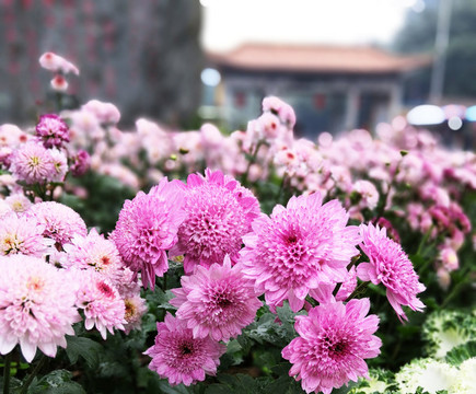 多色菊花