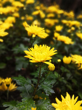 黃色菊花