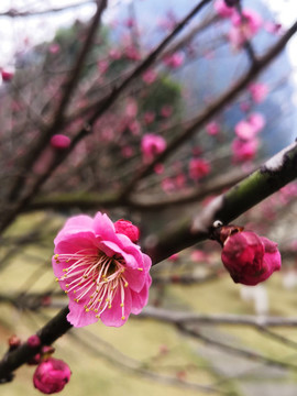 朱砂梅