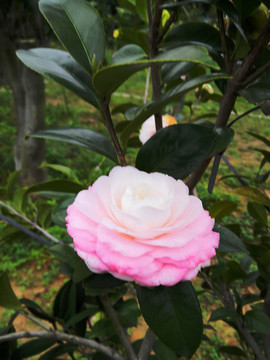 粉紅白茶花