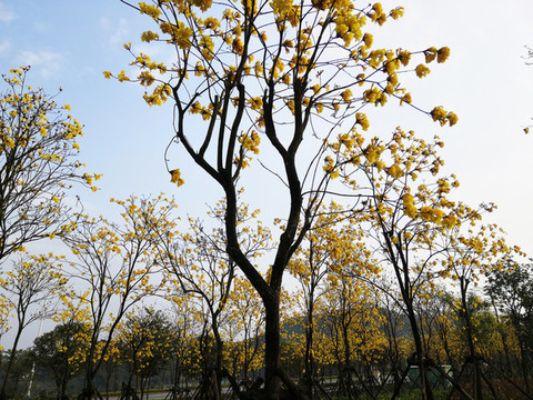 黃花風(fēng)鈴木
