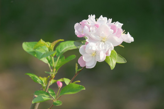 元大都遺址公園海棠花