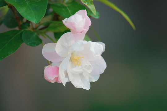 元大都遺址公園海棠花
