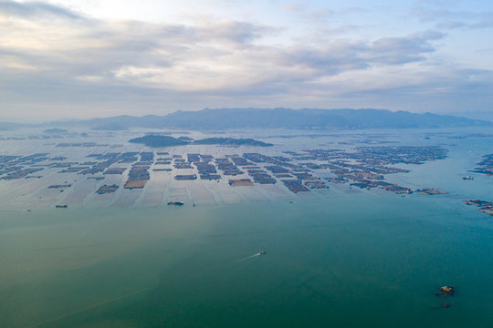 霞浦魚排
