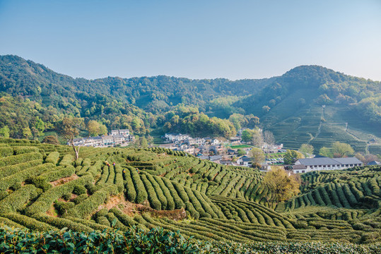 杭州龍井茶園