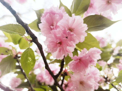 櫻花