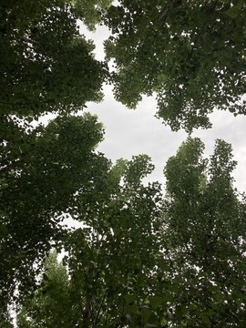 仰拍樹林