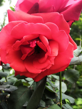 紅色月季花