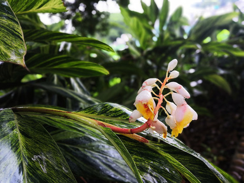 花葉艷山姜花