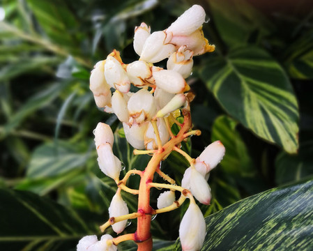 花葉艷山姜花