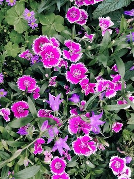 花卉