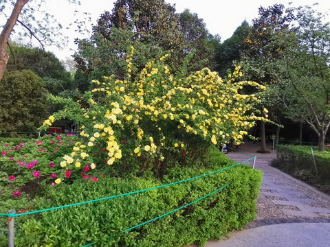 迎春花
