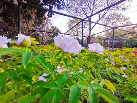 芍藥花特寫