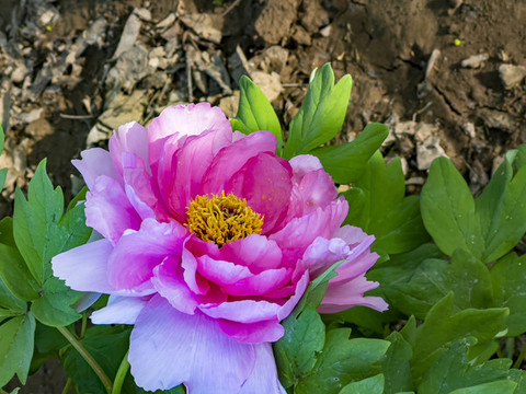 牡丹芍藥特寫
