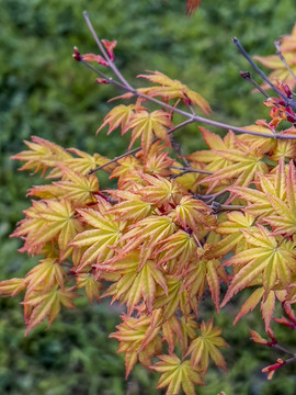 紅楓樹葉