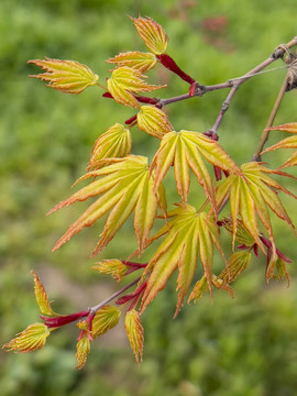 紅楓嫩葉