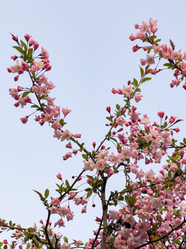 櫻花