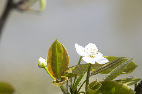 千樹萬樹梨花開