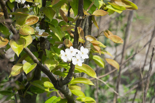 千樹(shù)萬(wàn)樹(shù)梨花開(kāi)