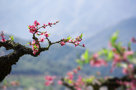 桃園春夢(mèng)