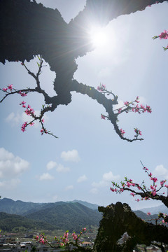桃園春夢(mèng)
