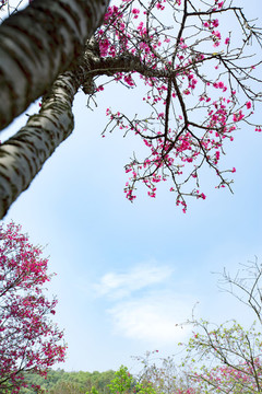 櫻花夢園